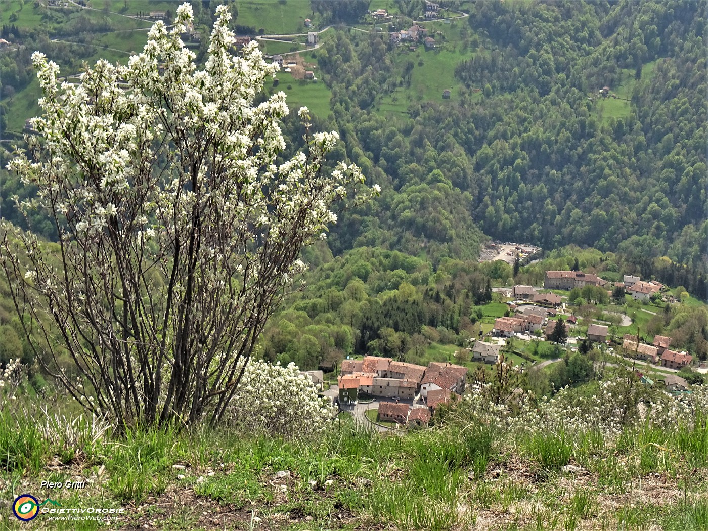 54 Amelanchier ovalis (Pero corvino) in fioritura con vista su Pregaroldi di Bracca.JPG